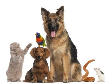 Pet Sitting Services